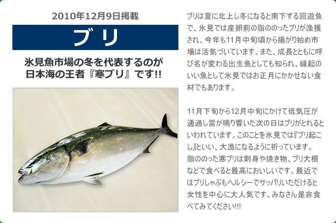 2010年12月 ブリ 氷見魚市場の冬を代表するのが日本海の王者『寒ブリ』です!! ブリは夏に北上し冬になると南下する回遊魚で、氷見では産卵前の脂ののったブリが漁獲され、今年も11月中旬頃から揚がり始め市場は活気づいています。また、成長とともに呼び名が変わる出生魚としても知られ、縁起のいい魚として氷見ではお正月にかかせない食材でもあります。11月下旬から12月中旬にかけて低気圧が通過し雷が鳴り響いた次の日はブリがとれるといわれています。このことを氷見では『ブリ起こし』といい、大漁になるように祈っています。脂ののった寒ブリは刺身や焼き物、ブリ大根などで食べると最高においしいです。最近ではブリしゃぶもヘルシーでサッパリいただけると女性を中心に大人気です。みなさん是非食べてみてください!!!