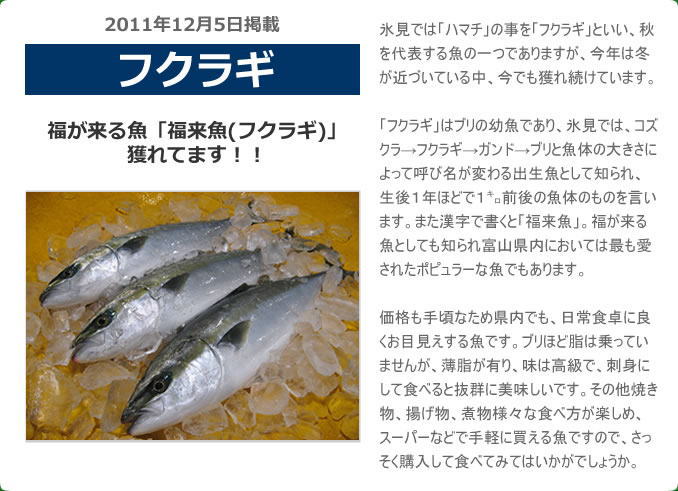 　福が来る魚「福来魚(フクラギ)」獲れてます！！　氷見では「ハマチ」の事を「フクラギ」といい、秋を代表する魚の一つでありますが、今年は冬が近づいている中、今でも獲れ続けています。「フクラギ」はブリの幼魚であり、氷見では、コズクラ→フクラギ→ガンド→ブリと魚体の大きさによって呼び名が変わる出生魚として知られ、生後１年ほどで１㌔前後の魚体のものを言います。また漢字で書くと「福来魚」。福が来る魚としても知られ富山県内においては最も愛されたポピュラーな魚でもあります。価格も手頃であるため県内でも、日常食卓に良くお目見えする魚です。ブリほど脂は乗っていませんが、薄脂が有り、味は高級で、刺身にして食べると抜群に美味しいです。その他焼き物、揚げ物、煮物様々な食べ方が楽しめ、スーパーなどで手軽に買える魚ですので、さっそく購入して食べてみてはいかがでしょうか。