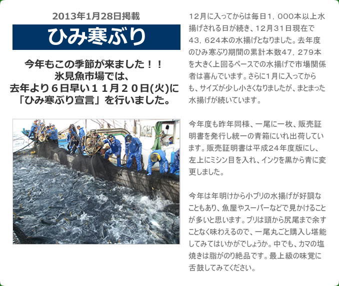 2013年1月 ひみ寒ぶり　今年もこの季節が来ました！！ 氷見魚市場では、去年より６日早い、１１月２０日（火）に「ひみ寒ぶり宣言」をおこないました。１２月に入ってからは毎日１，０００本以上水揚げされる日が続き、１２月３１日現在で４３，６２４本の水揚げとなりました。去年度のひみ寒ぶり期間の累計本数４７，２７９本を大きく上回るペースでの水揚げで市場関係者は喜んでいます。さらに１月に入ってからも、サイズが少し小さくなりましたが、まとまった水揚げが続いています。今年度も昨年同様、一尾に一枚、販売証明書を発行し統一の青箱にいれ出荷しています。販売証明書は平成２４年度版にし、左上にミシン目を入れ、インクを黒から青に変更しました。今年は年明けから小ブリの水揚げが好調なこともあり、魚屋やスーパーなどで見かけることが多いと思います。ブリは頭から尻尾まで余すことなく味わえるので、一尾丸ごと購入し堪能してみてはいかがでしょうか。中でも、カマの塩焼きは脂がのり絶品です。最上級の味覚に舌鼓してみてください。