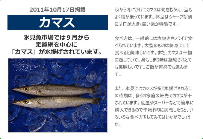 2011年10月 氷見魚市場では９月から定置網を中心に「カマス」が水揚げされています。秋から冬にかけてカマスは旬をむかえ、型もよく脂が乗っています。体型はシャープな割には口が大きく鋭い歯が特徴です。食べ方は、一般的には塩焼きやフライで食べられています。大型のものは刺身にして食べると美味しいです。また、カマスは干物に適していて、身もしまり味は凝縮されとても美味しいです。ご飯が何杯でも進みます。また、氷見ではカマスが多く水揚げされるこの時期は、多くの家庭の軒先でカマスが干されています。魚屋やスーパーなどで簡単に購入できるので干物作りに挑戦したりいろいろな食べ方をしてみてはいかがでしょうか。