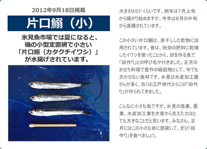 2012年9月 片口鰯（小）　氷見魚市場では夏になると、磯の小型定置網で小さい「片口鰯（カタクチイワシ）」が水揚げされています。大きさは５㌢くらいです。例年は７月上旬から揚がり始めますが、今年は８月の中旬から漁獲されています。この小さい片口鰯は、素干しした乾物に活用されています。昔は、田畑の肥料に乾燥したイワシを使ったことから、田を作る魚で「田作り」との呼び名が付きました。正月のおせち料理で豊作の縁起物として、今でも欠かせない食材です。氷見は水産加工屋さんが多く、古くは江戸時代からこの「田作り」が作られてきました。こんなに小さな魚ですが、氷見の漁業、農業、水産加工業を大昔から支えた力はとても大きなことだと思います。みなさん、正月にはこの小さな命に感謝して、ぜひ「田作り」を食べましょう。