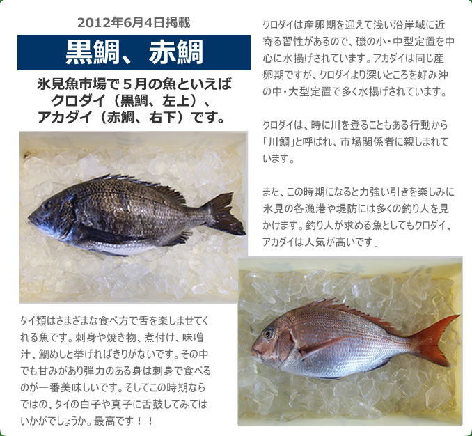 2012年6月 クロダイ、アカダイ　氷見魚市場で５月の魚といえばクロダイ、アカダイです。クロダイは産卵期を迎えて浅い沿岸域に近寄ってくる習性があるので、磯の小・中型定置を中心に水揚されています。アカダイは同じ産卵期ですが、クロダイより深いところを好み沖の中・大型定置で多く水揚されています。クロダイは、時に川を登ることもある行動から「川鯛」と呼ばれ、市場関係者に親しまれています。また、この時期になると力強い引きを楽しみに氷見の各漁港や堤防には多くの釣り人を見かけます。釣り人が求める魚としてもクロダイ、アカダイは人気が高いです。タイ類はさまざまな食べ方で舌を楽しませてくれる魚です。刺身や焼き物、煮付け、味噌汁、鯛めしと挙げればきりがないです。その中でも甘みがあり弾力のある身は刺身で食べるのが一番美味しいです。そしてこの時期ならではの、タイの白子や真子に舌鼓してみてはいかがでしょうか。最高です！！