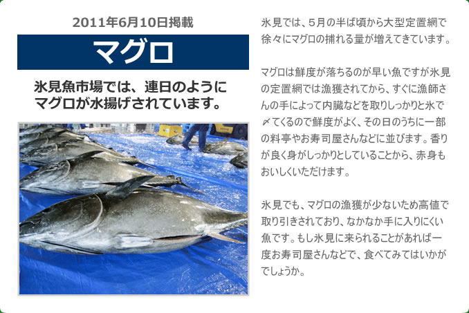 2011年6月 マグロ　氷見魚市場では、連日のようにマグロが水揚げされています。氷見では、５月の半ば頃から大型定置網で徐々にマグロの捕れる量が増えてきています。マグロは鮮度が落ちるのが早い魚ですが氷見の定置網では漁獲されてから、すぐに漁師さんの手によって内臓などを取りしっかりと氷で〆てくるので鮮度がよく、その日のうちに一部の料亭やお寿司屋さんなどに並びます。香りが良く身がしっかりとしていることから、赤身もおいしくいただけます。氷見でも、マグロの漁獲が少ないため高値で取り引きされており、なかなか手に入りにくい魚です。もし氷見に来られることがあれば一度お寿司屋さんなどで、食べてみてはいかがでしょうか。