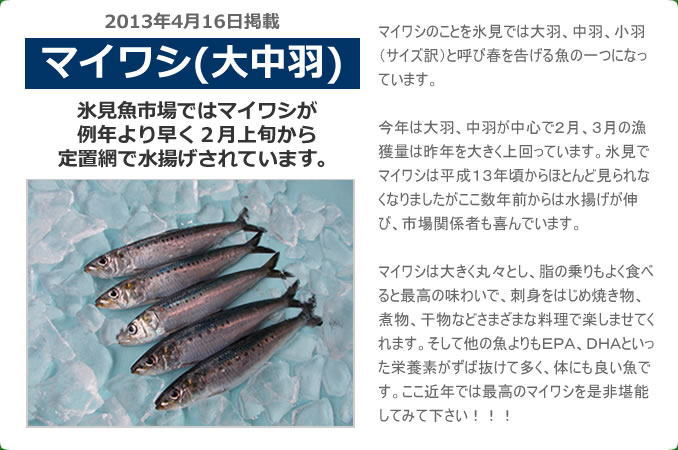 2013年3月 マイワシ（大中羽）　氷見魚市場ではマイワシが例年より早く２月上旬から定置網で水揚げされています。マイワシのことを氷見では大羽、中羽、小羽（サイズ訳）と呼び春を告げる魚の一つになっています。今年は大羽、中羽が中心で２月、３月の漁獲量は昨年を大きく上回っています。氷見でマイワシは平成１３年頃からほとんど見られなくなりましたがここ数年前からは水揚げが伸び、市場関係者も喜んでいます。マイワシは大きく丸々とし、脂の乗りもよく食べると最高の味わいで、刺身をはじめ焼き物、煮物、干物などさまざまな料理で楽しませてくれます。そして他の魚よりもＥＰＡ、ＤＨＡといった栄養素がずば抜けて多く体にも良い魚です。ここ近年では最高のマイワシを是非堪能してみて下さい！！！