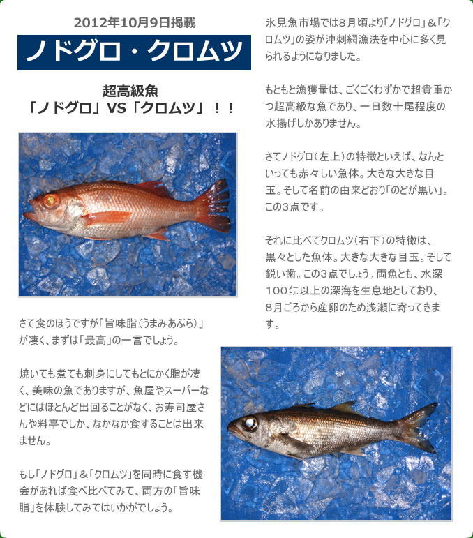 2012年10月 ノドグロ・クロムツ　超高級魚「ノドグロ」VS「クロムツ」！！　氷見魚市場では８月頃より「ノドグロ」＆「クロムツ」の姿が沖刺網漁法を中心に多く見られるようになりました。もともと漁獲量は、ごくごくわずかで超貴重かつ超高級な魚であり、一日数十尾程度の水揚げしかありません。さてノドグロ（左上）の特徴といえば、なんといっても赤々しい魚体。大きな大きな目玉。そして名前の由来どおり「のどが黒い」。この３点です。それに比べてクロムツ（右下）の特徴は、黒々とした魚体。大きな大きな目玉。そして鋭い歯。この３点でしょう。両魚とも、水深１００㍍以上の深海を生息地としており、８月ごろから産卵のため浅瀬に寄ってきます。さて食のほうですが「旨味脂（うまみあぶら）」が凄く、まずは「最高」の一言でしょう。焼いても煮ても刺身にしてもとにかく脂が凄く、美味の魚でありますが、魚屋やスーパーなどにはほとんど出回ることがなく、お寿司屋さんや料亭でしか、なかなか食することは出来ません。もし「ノドグロ」＆「クロムツ」を同時に食す機会があれば食べ比べてみて、両方の「旨味脂」を体験してみてはいかがでしょう。