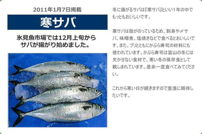 2011年1月 寒サバ 氷見魚市場では12月上旬からサバが揚がり始めました。冬に揚がるサバは『寒サバ』といい１年の中でもっともおいしいです。寒サバは脂がのっているため、刺身や〆サバ、味噌煮、塩焼きなどで食べるとおいしいです。また、ブリとともにかぶら寿司の材料にも使われています。かぶら寿司は富山の冬には欠かせない食材で、寒い冬の保存食として親しまれています。是非一度食べてみてください。これから寒い日が続きますので豊漁に期待したいです。