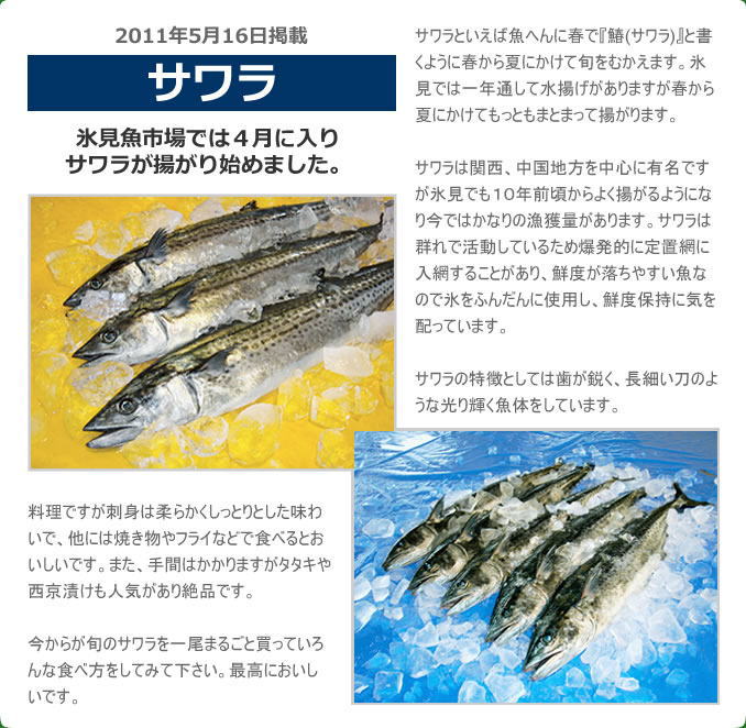 2011年5月 サワラ　氷見魚市場では４月に入りサワラが揚がり始めました。　サワラといえば魚へんに春で『鰆(サワラ)』と書くように春から夏にかけて旬をむかえます。氷見では一年通して水揚げがありますが春から夏にかけてもっともまとまって揚がります。サワラは関西、中国地方を中心に有名ですが氷見でも１０年前頃からよく揚がるようになり今ではかなりの漁獲量があります。サワラは群れで活動しているため爆発的に定置網に入網することがあり、鮮度が落ちやすい魚なので氷をふんだんに使用し、鮮度保持に気を配っています。サワラの特徴としては歯が鋭く、長細い刀のような光り輝く魚体をしています。料理ですが刺身は柔らかくしっとりとした味わいで、他には焼き物やフライなどで食べるとおいしいです。また、手間はかかりますがタタキや西京漬けも人気があり絶品です。今からが旬のサワラを一尾まるごと買っていろんな食べ方をしてみて下さい。最高においしいです。