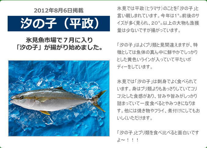 2012年8月 汐の子（平政）　氷見魚市場で７月に入り「汐の子」が揚がり始めました。氷見では平政（ヒラマサ）のことを「汐の子」と言い親しまれています。今年は1㌔前後のサイズが多く見られ、２０㌔以上の大物も漁獲量は少ないですが揚がっています。「汐の子」はよくブリ類と見間違えますが、特徴としては魚体の真ん中に鮮やかでしっかりとした黄色いラインが入っていて平たいボディーをしています。氷見では「汐の子」は刺身でよく食べられています。身はブリ類よりもあっさりしていてコリコリとした食感があり、甘みや旨みがしっかり詰まっていて一度食べるとやみつきになります。他には焼き物やフライ、煮付けにしてもおいしくいただけます。「汐の子」とブリ類を食べ比べると面白いですよ～！！！