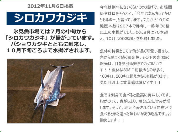 2012年11月 シロカワカジキ　氷見魚市場では７月の中旬から「シロカワカジキ」が揚がっています。バショウカジキとともに到来し１０月下旬頃まで水揚げされます。今年は例年にないくらいの水揚げで、市場関係者は口をそろえて「今年はなんちゅでかいとおるのー」と言っています。７月から１０月の漁獲本数は２３７本で昨年、一昨年の３倍以上の水揚げでした。とくに８月は７０本超え、１０月は９０本超えを記録しました。魚体の特徴としては角が長く可愛い目をし、角から尾まで続く黒光色、その下の光り輝く銀光は、目を見張る輝きでカッコいいです!!魚体は８０㌔前後のものが多く、１００㌔、２００㌔超えのものも揚がります。見た目以上に重量感は凄いです！！　食では刺身で食べると最高に美味しいです。脂がのって、身がしまり、噛むごとに旨みが増します。そして、地元で愛されている昆布〆で食べるとまた違った味わいがあり絶品です。お勧めします！！