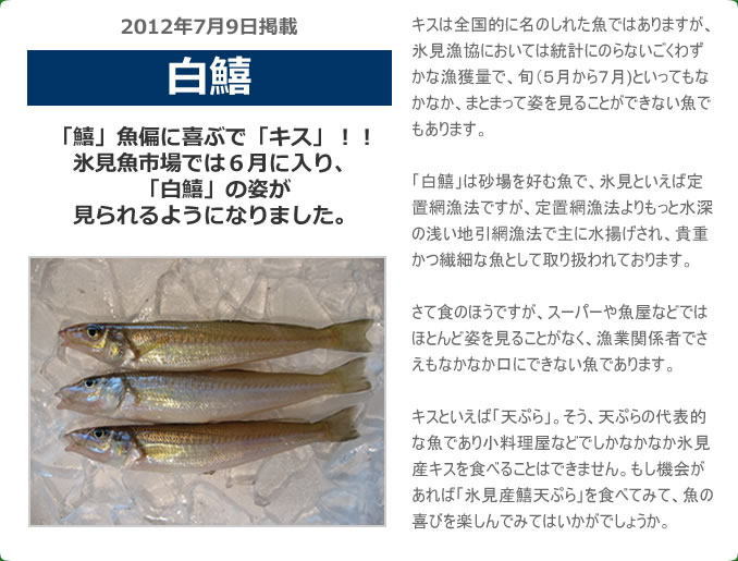 2012年7月 白鱚　「鱚」魚偏に喜ぶで「キス」！！　氷見魚市場では６月に入り、「白鱚」の姿が見られるようになりました。キスは全国的に名のしれた魚ではありますが、氷見漁協においては統計にのらないごくわずかな漁獲量で、旬（５月から７月)といってもなかなか、まとまって姿を見ることが出来ない魚でもあります。「白鱚」は砂場を好む魚で、氷見といえば定置網漁法ですが、定置網漁法よりもっと水深の浅い地引網漁法で主に水揚げされ、貴重かつ繊細な魚として取り扱われております。さて食のほうですが、スーパーや魚屋などではほとんど姿を見ることがなく、漁業関係者でさえもなかなか口に出来ない魚であります。キスといえば「天ぷら」。そう、天ぷらの代表的な魚であり小料理屋などでしかなかなか氷見産キスを食べることは出来ません。もし機会があれば「氷見産鱚天ぷら」を食べてみて、魚の喜びを楽しんでみてはいかがでしょうか。