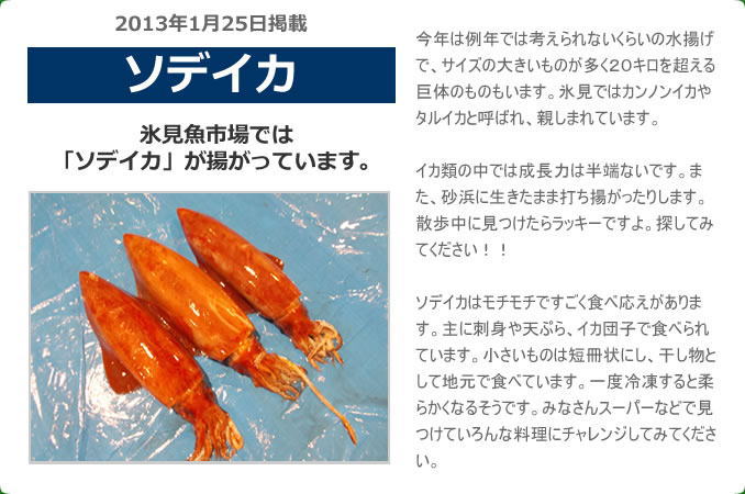 2012年12月 ソデイカ　氷見魚市場では「ソデイカ」が揚がっています。今年は例年では考えられないくらいの水揚げで、サイズの大きいものが多く２０キロを超える巨体のものもいます。氷見ではカンノンイカやタルイカと呼ばれ、親しまれています。イカ類の中では成長力は半端ないです。また、砂浜に生きたまま打ち揚がったりします。散歩中に見つけたらラッキーですよ。探してみてください！！　ソデイカはモチモチですごく食べ応えがあります。主に刺身や天ぷら、イカ団子で食べられています。小さいものは短冊状にし、干し物として地元で食べています。一度冷凍すると柔らかくなるそうです。みなさんスーパーなどで見つけていろんな料理にチャレンジしてみてください。