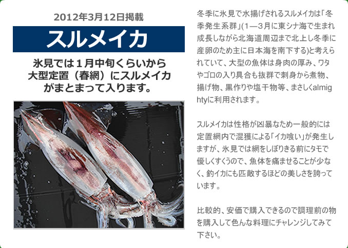 　氷見では１月中旬くらいから大型定置（春網）にスルメイカがまとまって入ります。冬季に氷見で水揚げされるスルメイカは「冬季発生系群」(１―３月に東シナ海で生まれ成長しながら北海道周辺まで北上し冬季に産卵のため主に日本海を南下する)と考えられていて、大型の魚体は身肉の厚み、ワタやゴロの入り具合も抜群で刺身から煮物、揚げ物、黒作りや塩干物等、まさしくalmightyに利用されます。スルメイカは性格が凶暴なため一般的には定置網内で混獲による「イカ喰い」が発生しますが、氷見では網をしぼりきる前にタモで優しくすくうので、魚体を痛ませることが少なく、釣イカにも匹敵するほどの美しさを誇っています。比較的、安価で購入できるので調理前の物を購入して色んな料理にチャレンジしてみて下さい。