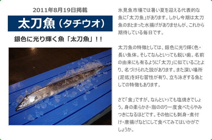 2011年8月 太刀魚（タチウオ）　銀色に光り輝く魚「太刀魚」！！　氷見魚市場では暑い夏を迎える代表的な魚に「太刀魚」があります。しかし今期は太刀魚のまとまった水揚げがありませんが、これから期待している毎日です。太刀魚の特徴としては、銀色に光り輝く色・長い魚体。そしてなんといっても鋭い歯。名前の由来にも有るように「太刀」に似ていることより、名づけられた説があります。また深い場所(泥低)を好む習性が有り、立ち泳ぎする魚としての特徴もあります。さて「食」ですが、なんといっても塩焼きでしょう。身の柔らかさ・脂ののり一度食べたらやみつきになるほどです。その他にも刺身・煮付け・唐揚げなどにして食べてみてはいかがでしょうか。