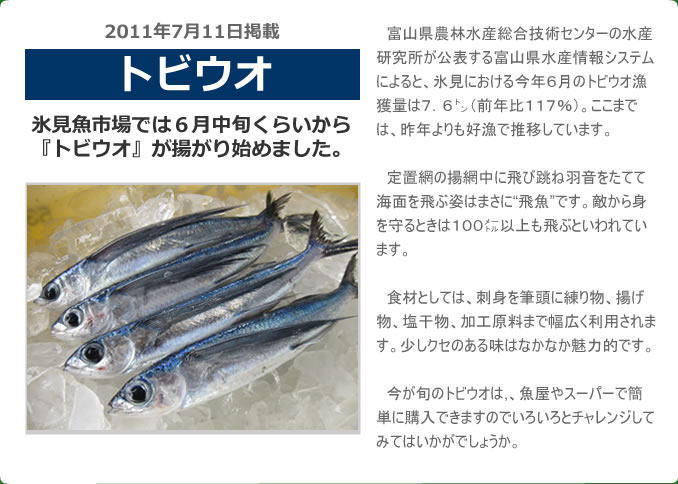 2011年7月 トビウオ　氷見魚市場では６月中旬くらいから『トビウオ』が揚がり始めました。富山県農林水産総合技術センターの水産研究所が公表している富山県水産情報システムによると、氷見における今年６月のトビウオの漁獲量は７．６㌧（前年比１１７％）。ここまでは、昨年よりも好漁で推移しています。定置網の揚網中に飛び跳ね羽音をたてて海面を飛ぶ姿はまさに“飛魚”です。敵から身を守るときは１００㍍以上も飛ぶといわれています。食材としては、刺身を筆頭に練り物、揚げ物、塩干物、加工原料まで幅広く利用されます。少しクセのある味はなかなか魅力的です。今が旬のトビウオは,、魚屋やスーパーで簡単に購入できますのでいろいろとチャレンジしてみてはいかがでしょうか。
